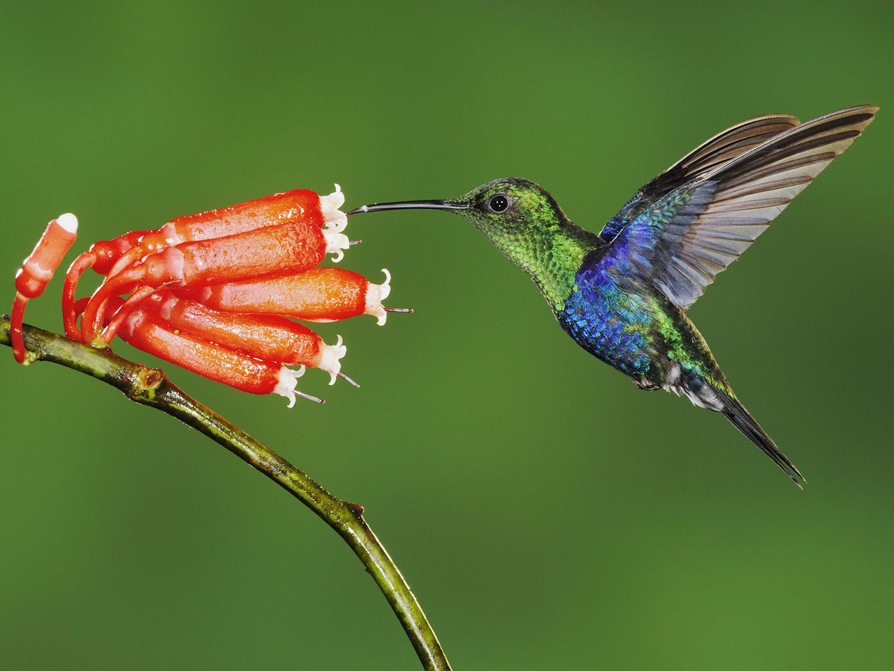 Hummingbird Bird - HD Wallpaper 