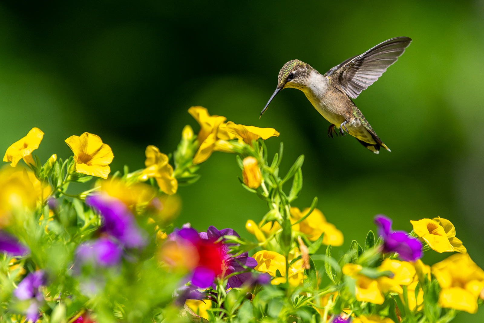Female Hummingbird - Hummingbird Field Of Flowers - HD Wallpaper 