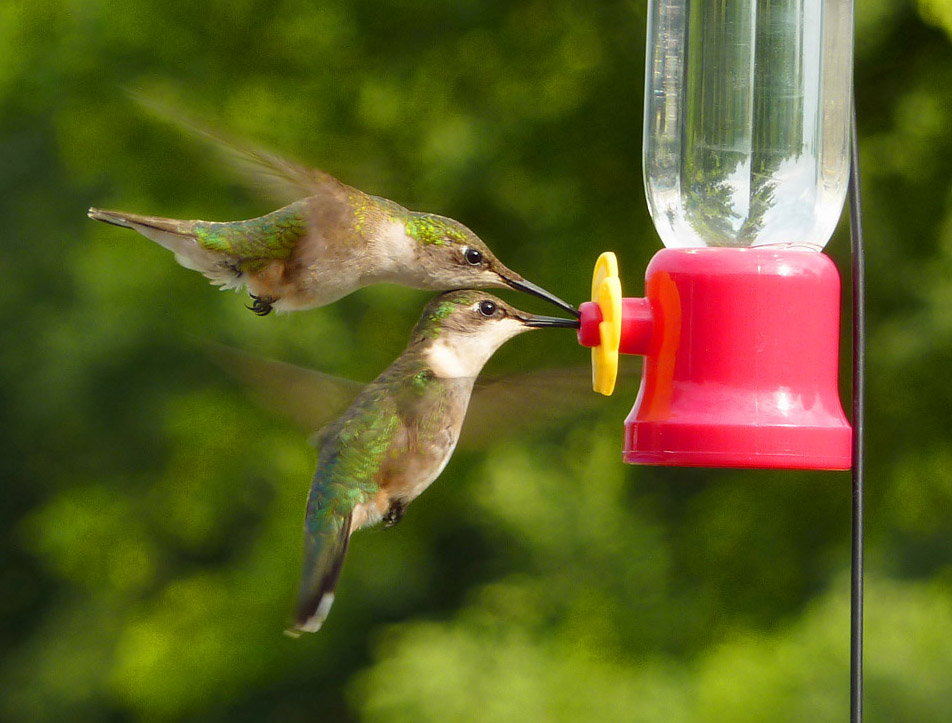 Two Hummingbirds Combat Each Other At The Feeder - Hummingbird Eating - HD Wallpaper 