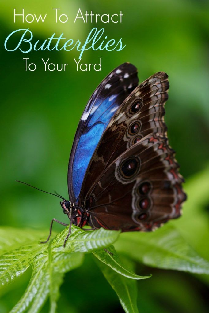 Beautiful Blue Morpho Butterfly - HD Wallpaper 