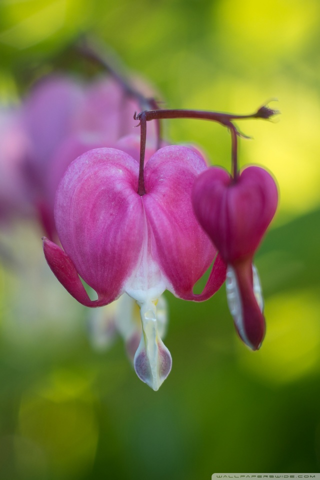 Mobile Phone - HD Wallpaper 