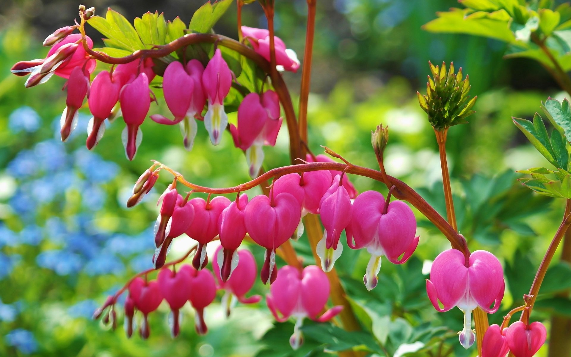 High Resolution Bleeding Heart Hd Wallpaper Id - Bleeding Heart High Resolution Hd - HD Wallpaper 