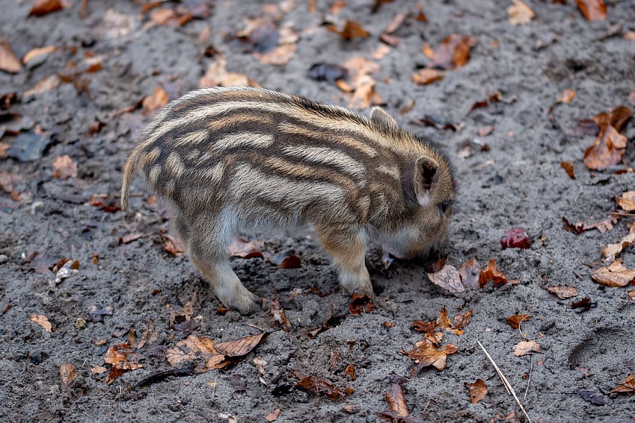 Wild Boar, Young, Animal, Mud, Pig, Hog, Mammal, Animal - Everzwijn Big - HD Wallpaper 