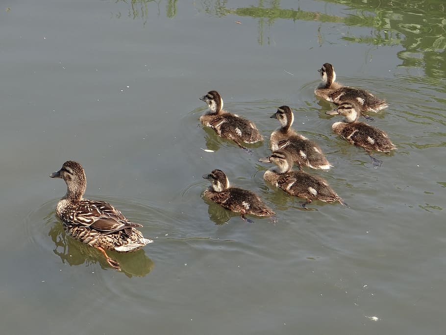 Mallard Duck, Young, Hybrid, Birds, Wild Ducks, Water - Seaduck - HD Wallpaper 