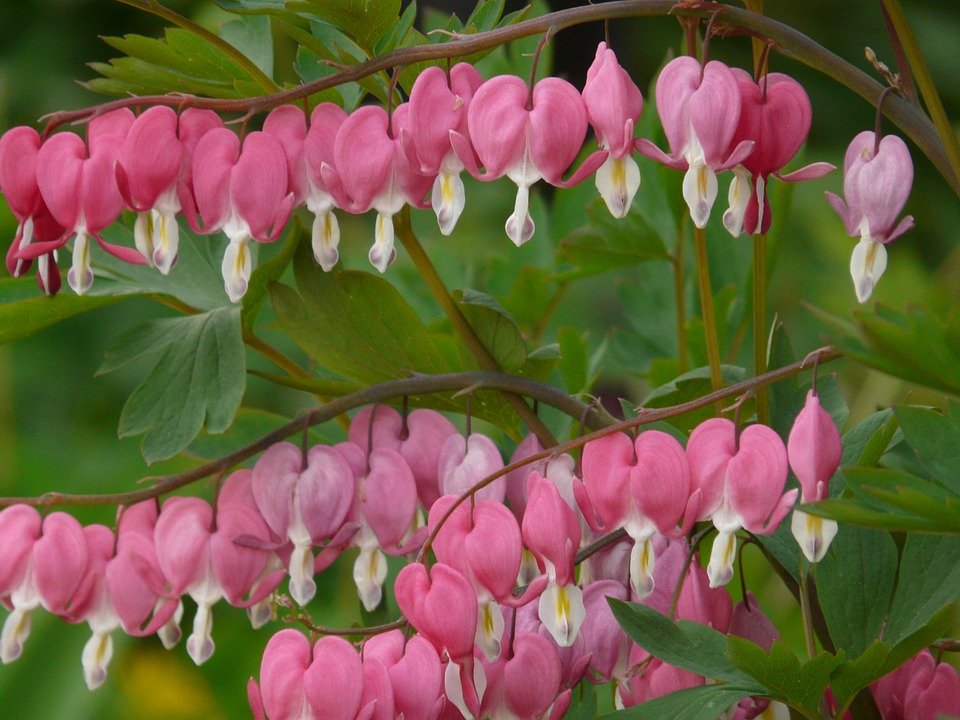 Floare Bleeding Hearts - HD Wallpaper 