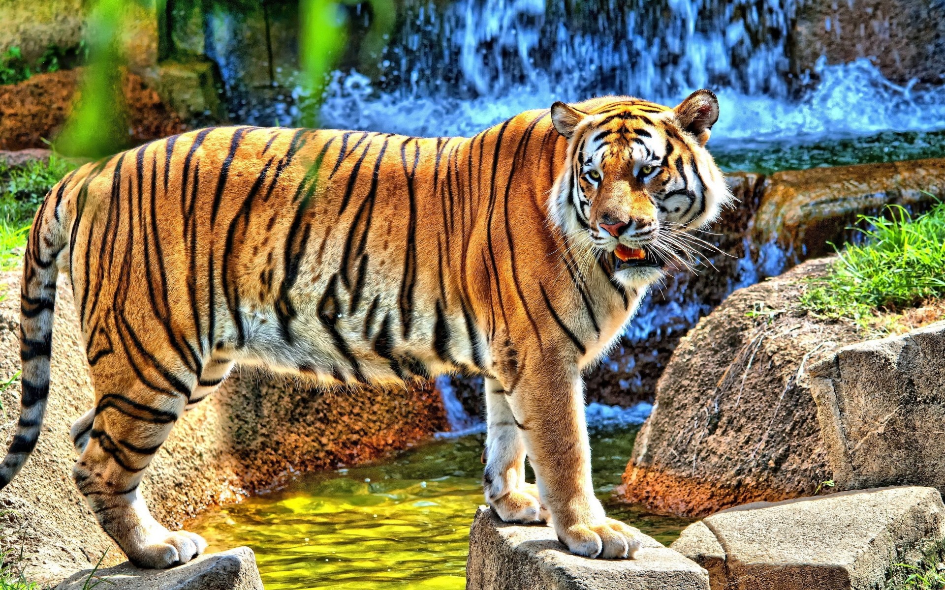 Animals Tiger Wildlife Cat Mammal Jungle Animal Zoo - Tiger Image Hd Full - HD Wallpaper 