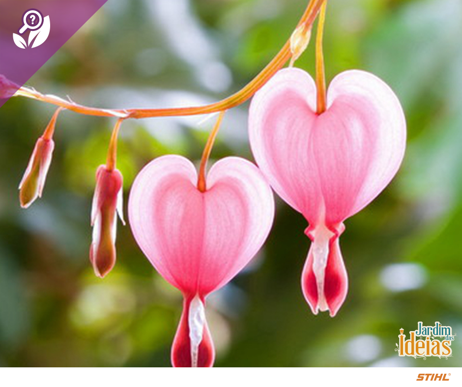 Bleeding Heart Flower - HD Wallpaper 