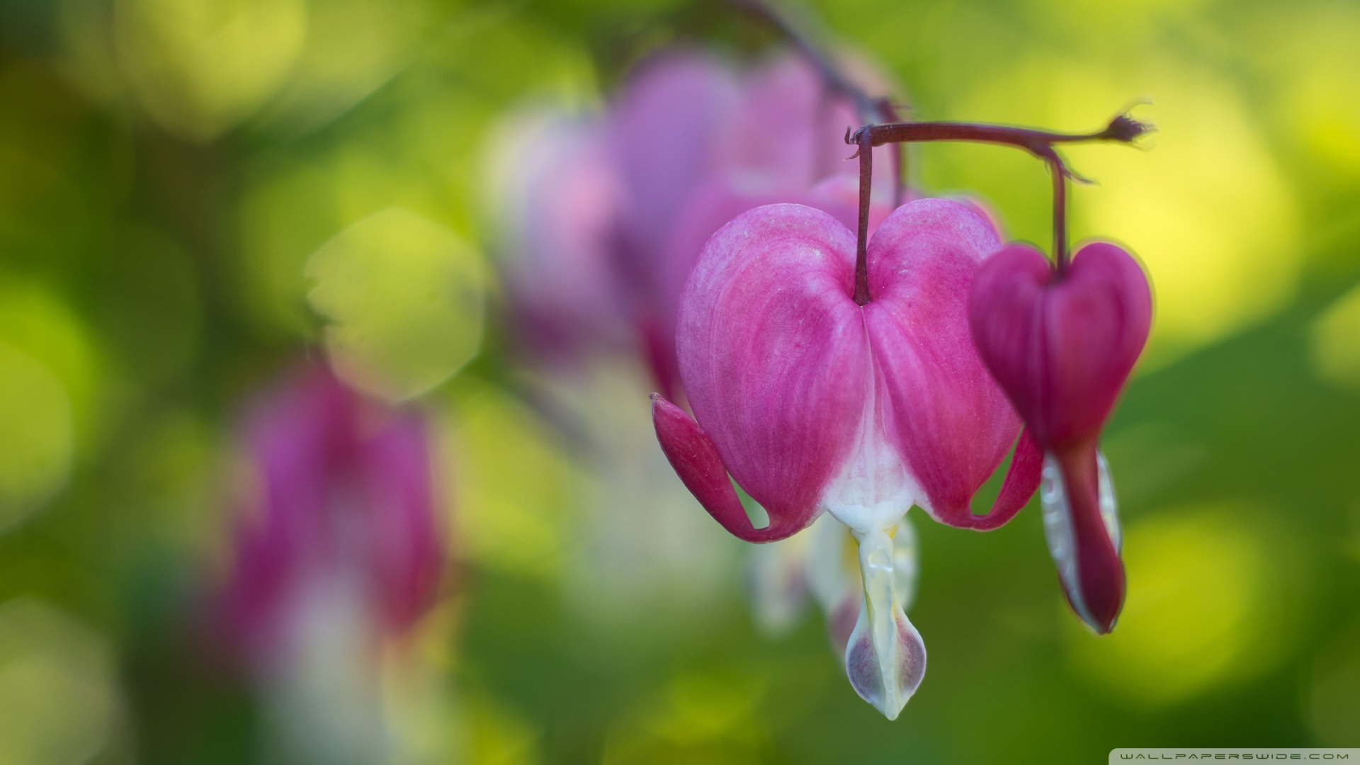 Un Focused Flower - HD Wallpaper 