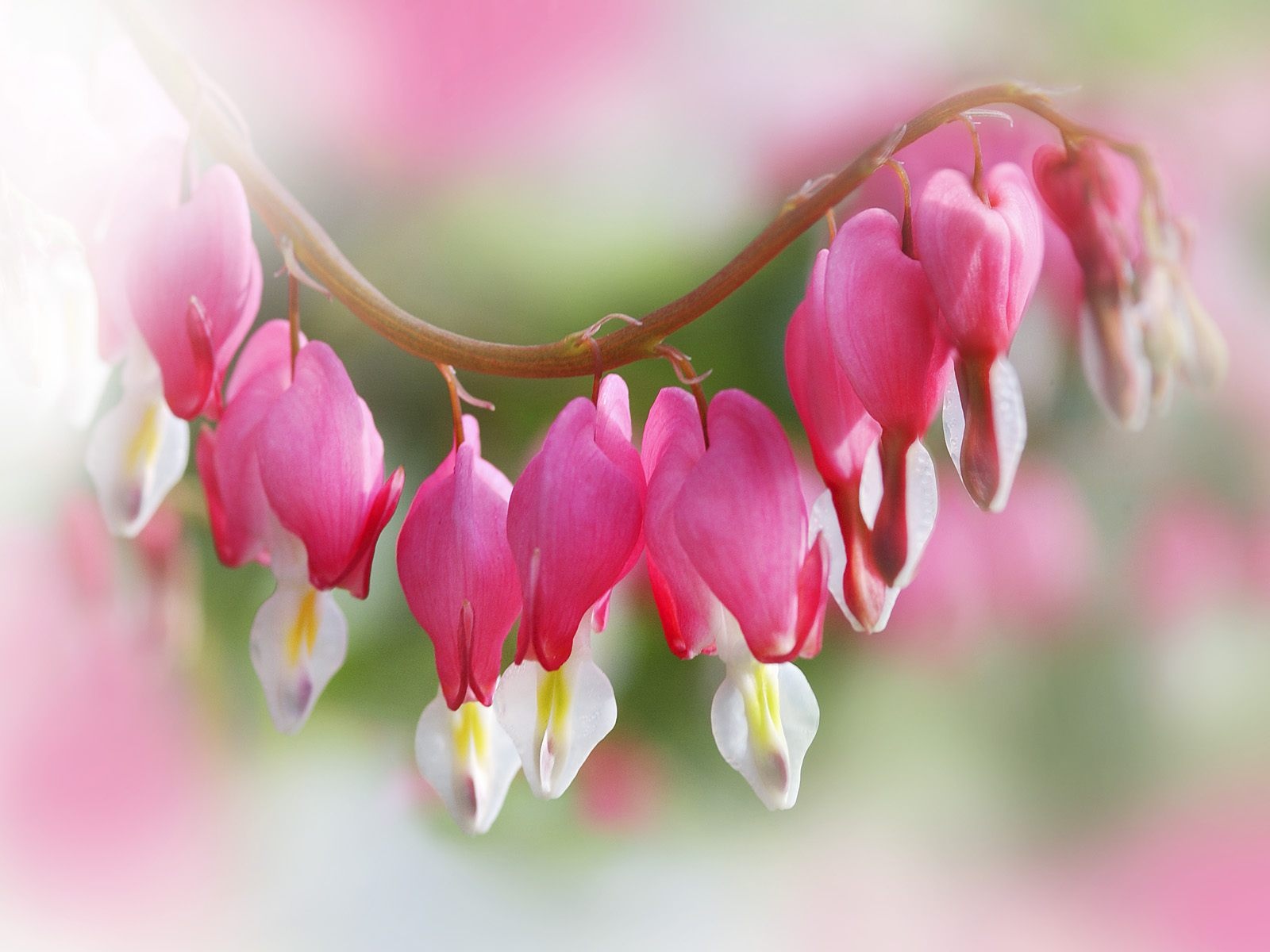 Flower Hearts - Beautiful Flowers Hearts Hd - HD Wallpaper 