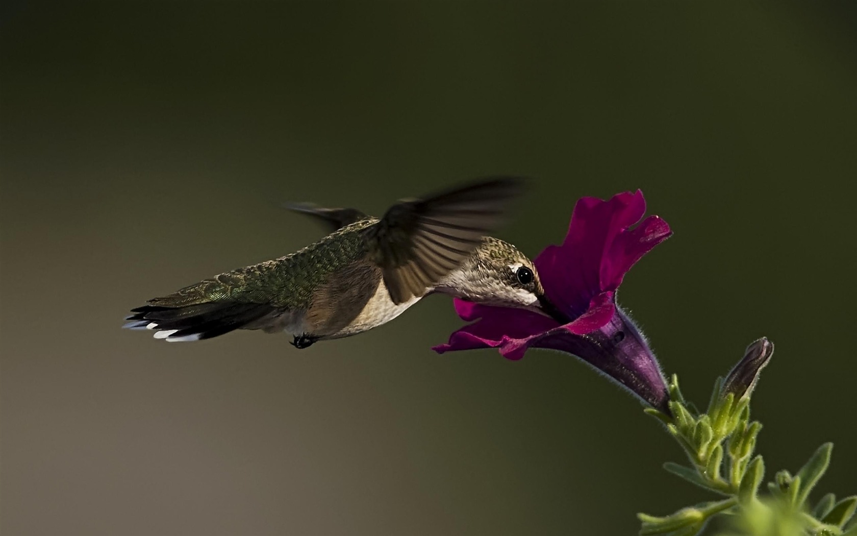 Hummingbird - HD Wallpaper 