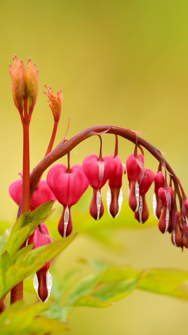 Bleeding Heart, Plants, Flowers, Wallpaper - Pacific Bleeding Heart - HD Wallpaper 