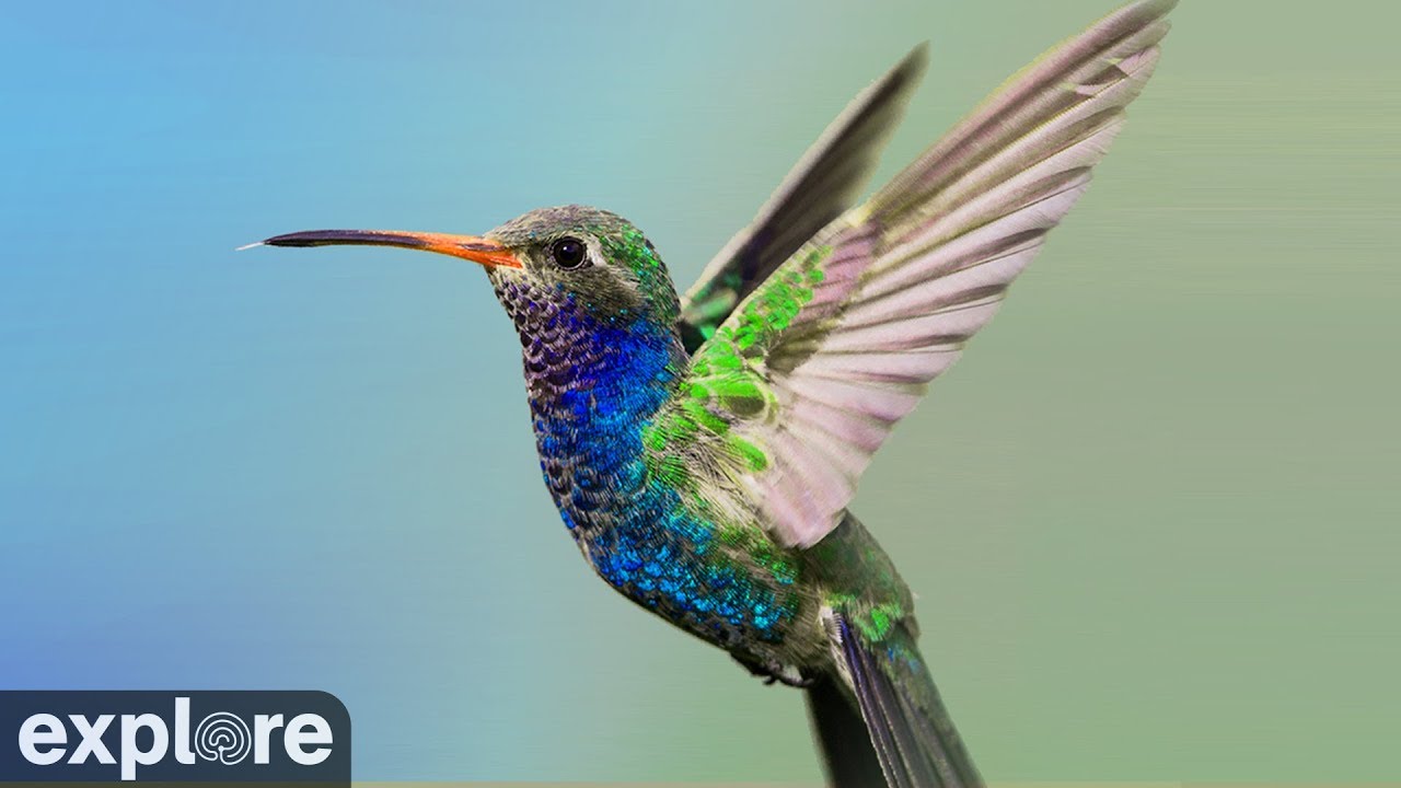 Hummingbird - HD Wallpaper 