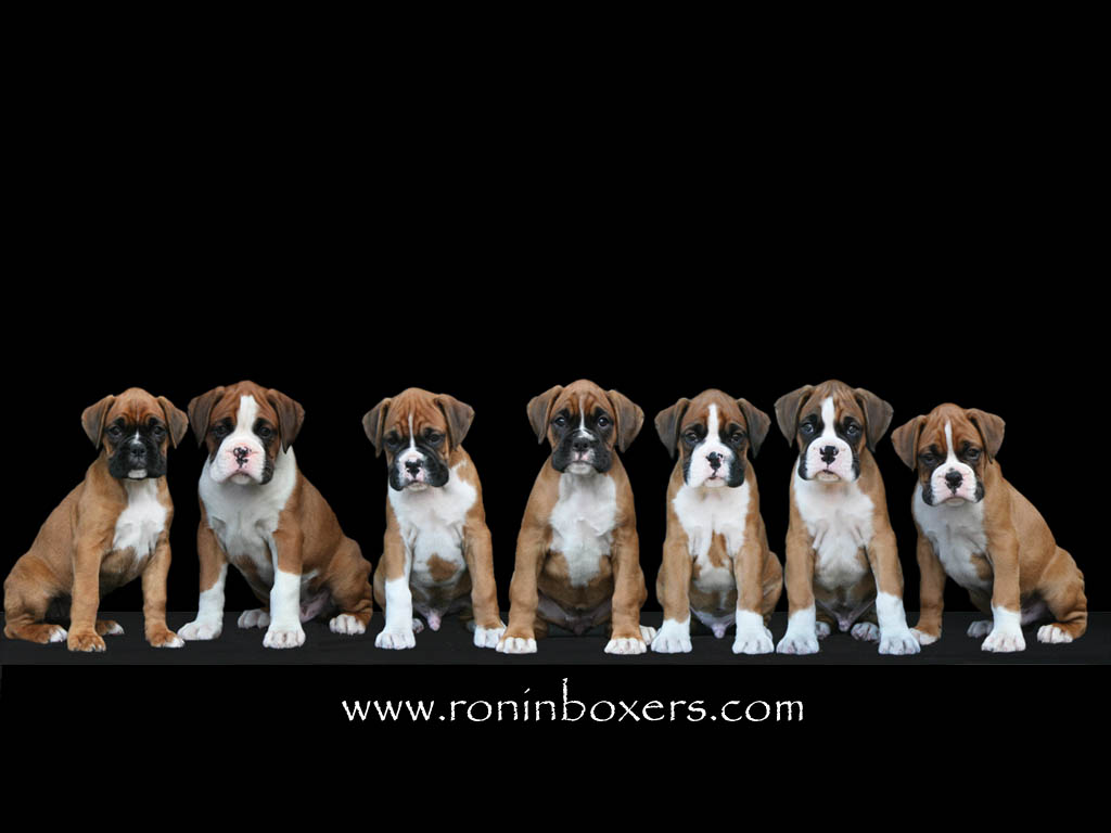 Boxer Dogs And Puppies - HD Wallpaper 