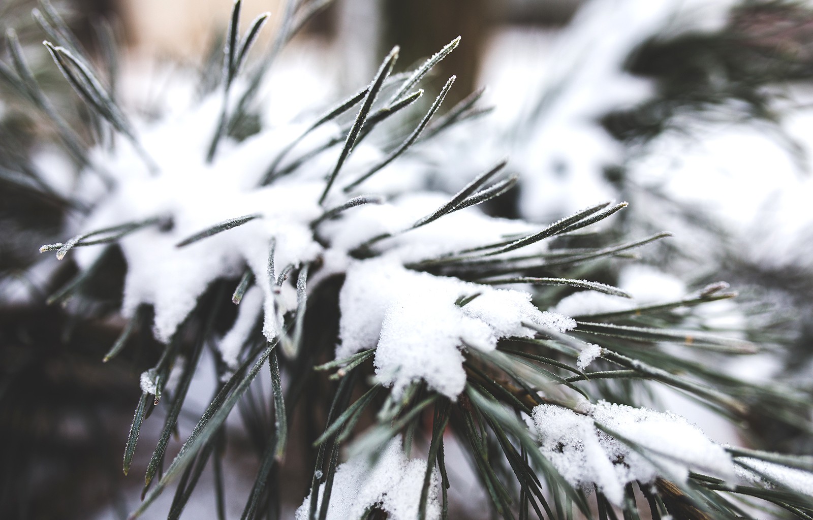 Hd Winter Wallpaper Desktop Black And White - HD Wallpaper 