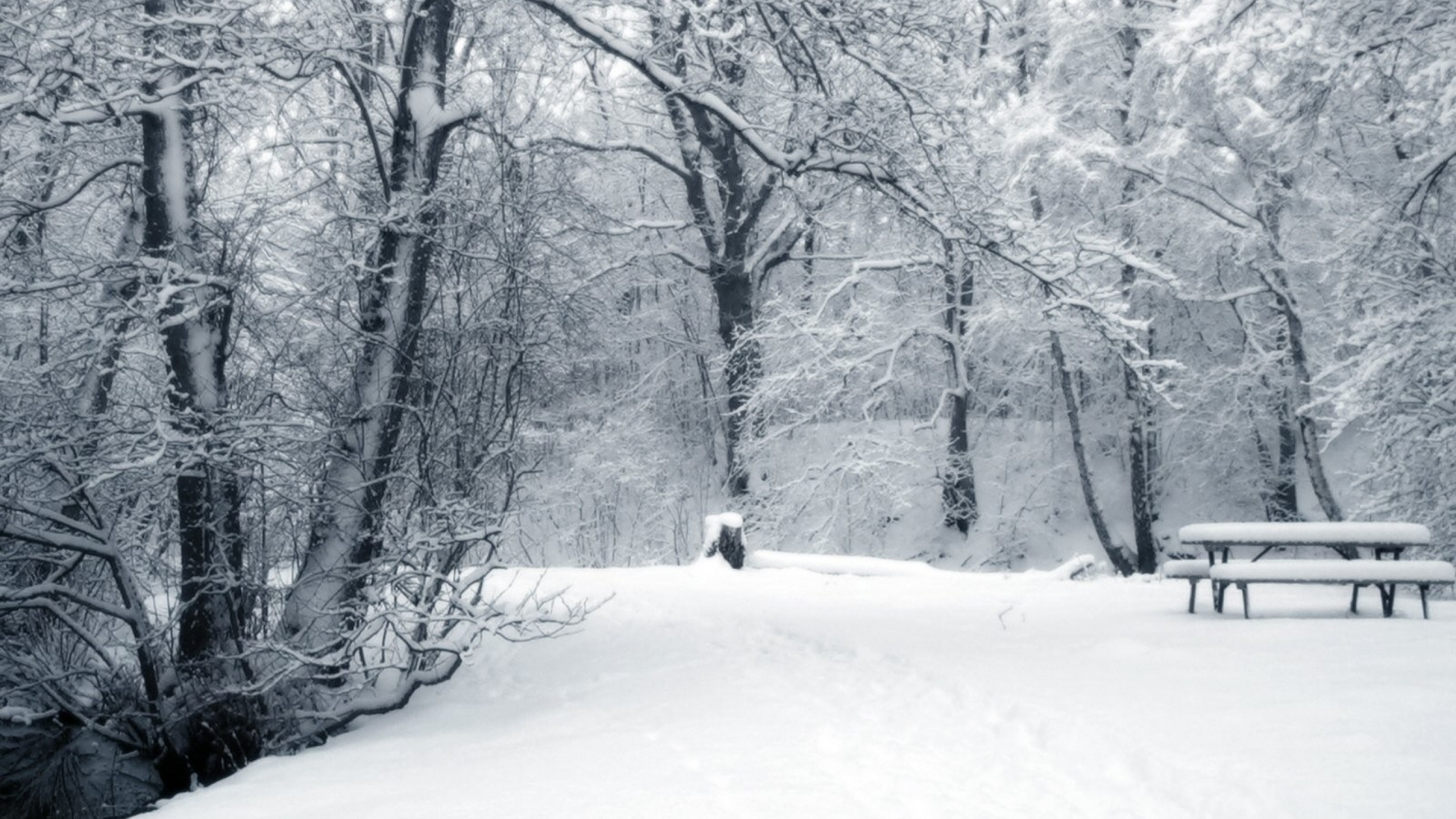 Winter Forest Amp Road Desktop Pc And Mac Wallpap - Background Winter - HD Wallpaper 