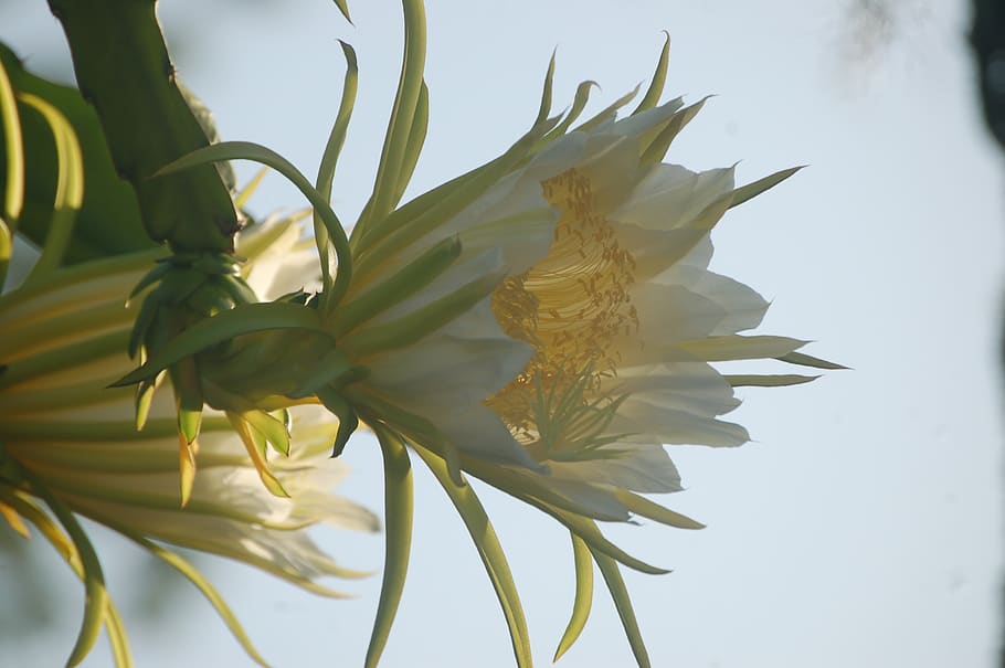 Giant Cactus Bloom In Antigua, Tropical Bloom, Large - Epiphyllum Pumilum - HD Wallpaper 