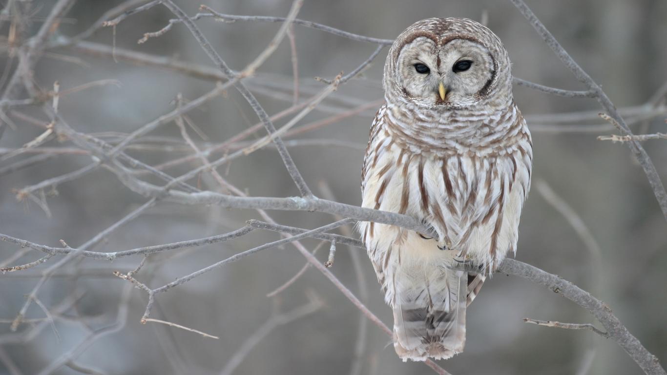 Winter Animal Wallpapers Mobile Christmas, Animal - Owl On A Limb - HD Wallpaper 