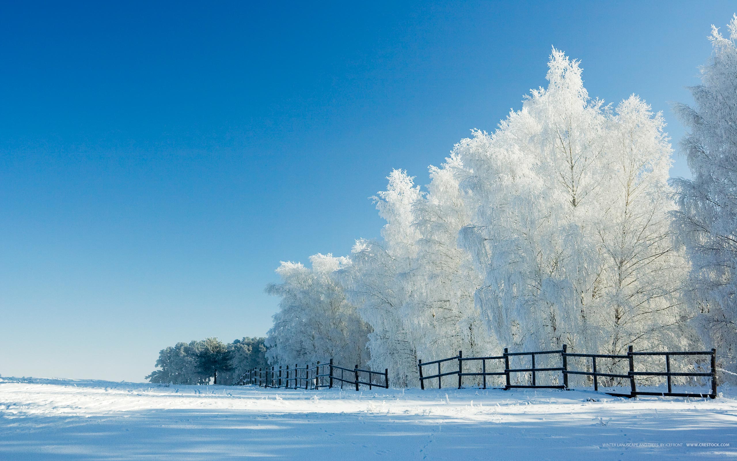Widescreen Winter Mobile Wallpapers, Widescreen Winter - Hd Widescreen Backgrounds Winter - HD Wallpaper 