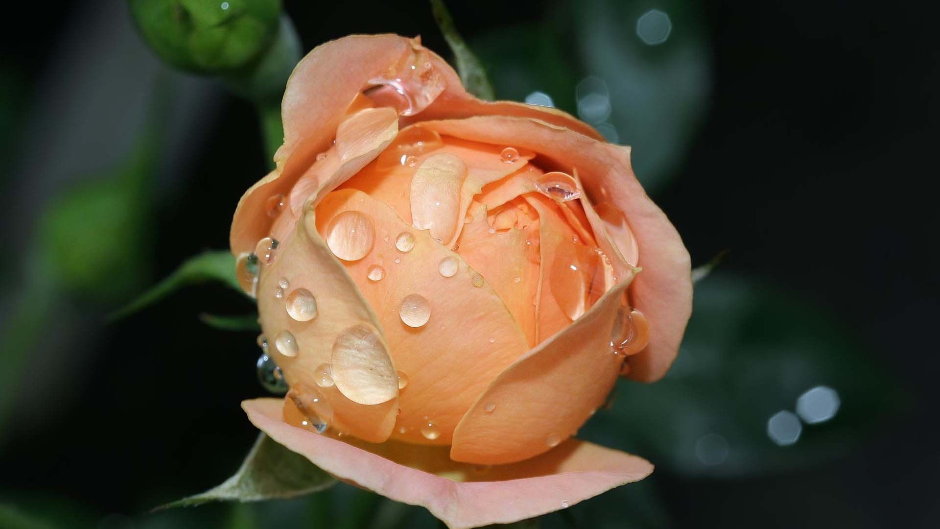 Amazing Cream Color Rose Wallpaper - All Color Rose Hd - 1920x1080