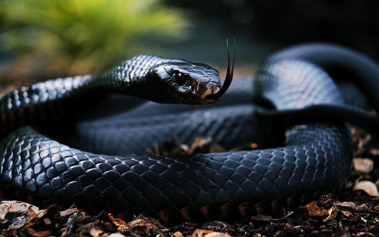 Alabama Black Snake Meme - HD Wallpaper 