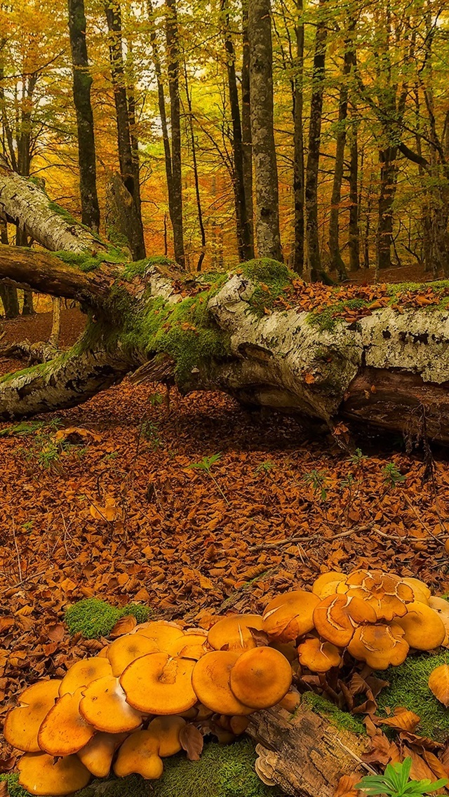 Осенью В Лесу Грибы - HD Wallpaper 