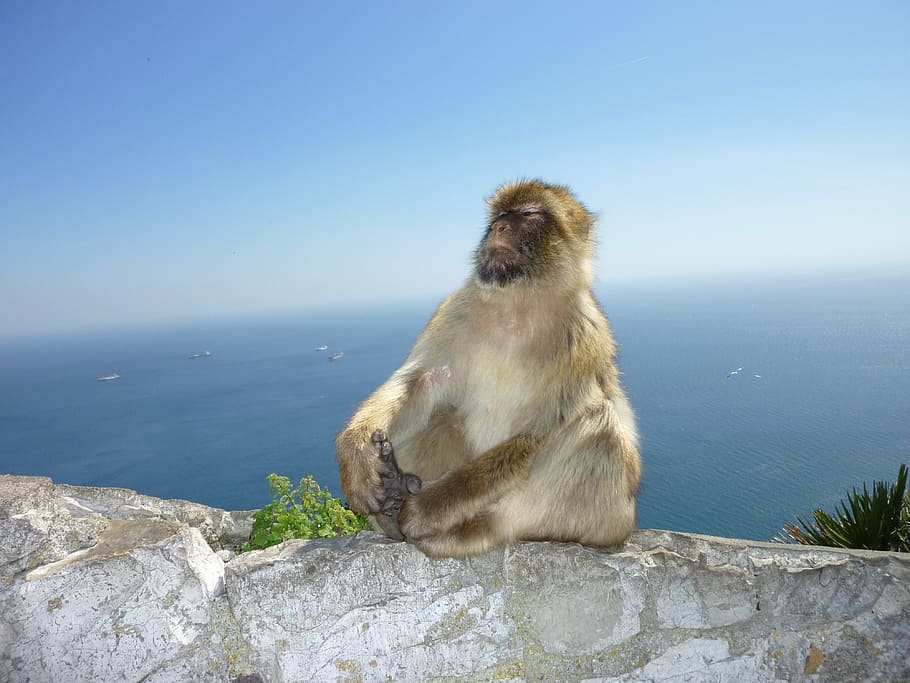 Monkey, Gibraltar, Monkey Mountain, Self Confidence, - Malaga Monkeys - HD Wallpaper 