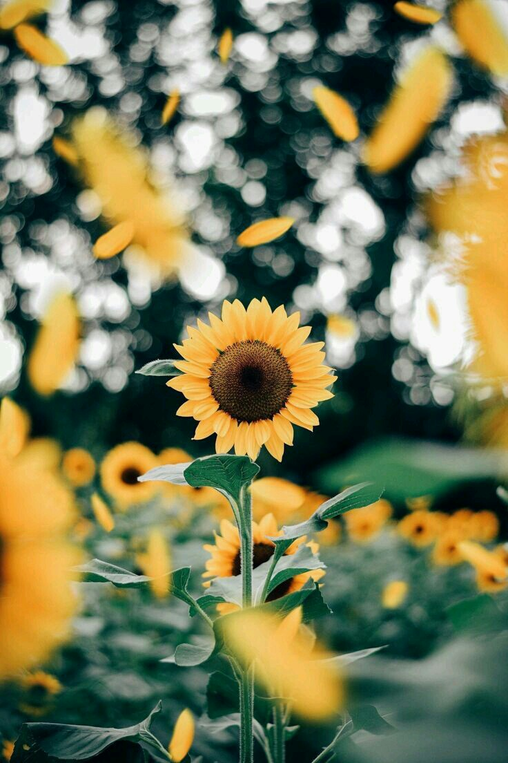 Wallpaper, Sunflower Field, Sunflowers - Iphone Aesthetic Wallpaper Sunflower - HD Wallpaper 