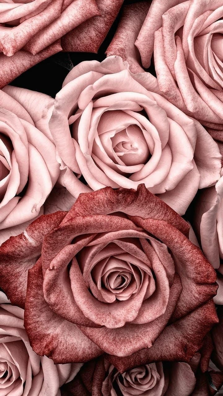 Wallpapers Flowers, Rosas Roses And Roses - Rose Gold Aesthetic Wallpapers For Iphone - HD Wallpaper 