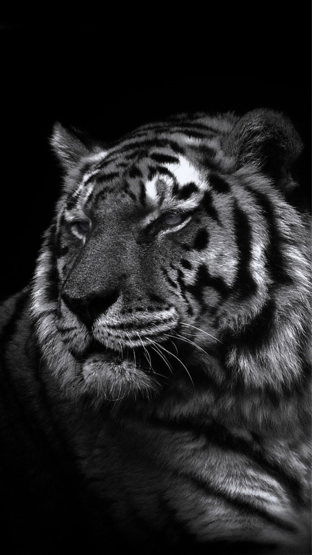 Black Tiger Wallpaper Iphone - HD Wallpaper 