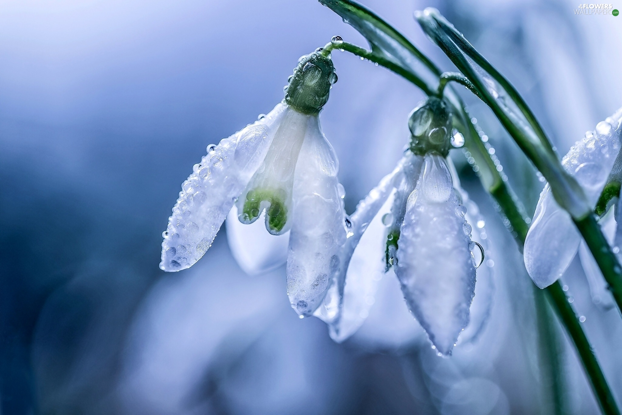 White Flowers With Water Drops - HD Wallpaper 