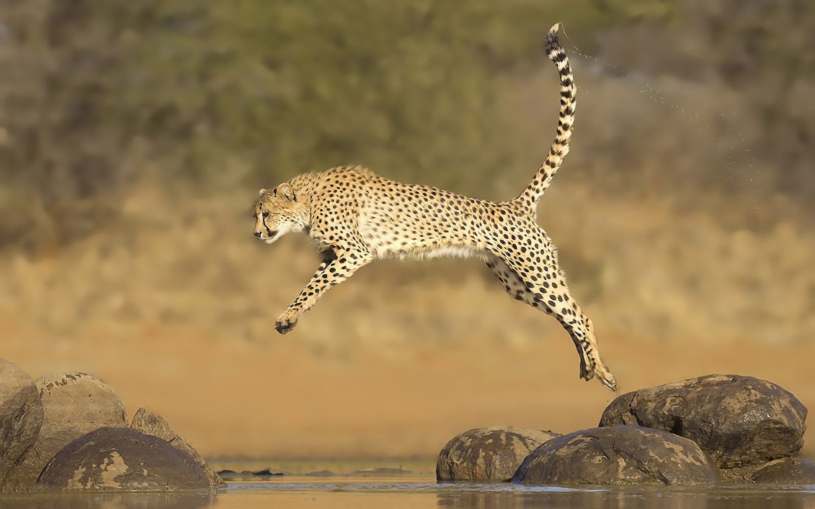 Animals Running Or Jumping - HD Wallpaper 