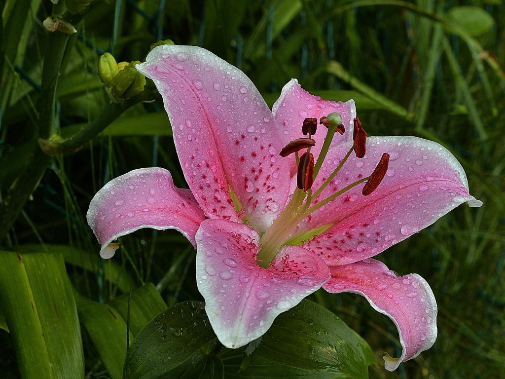U - S - Economy - Will April Showers Bring May Flowers - Lily - HD Wallpaper 