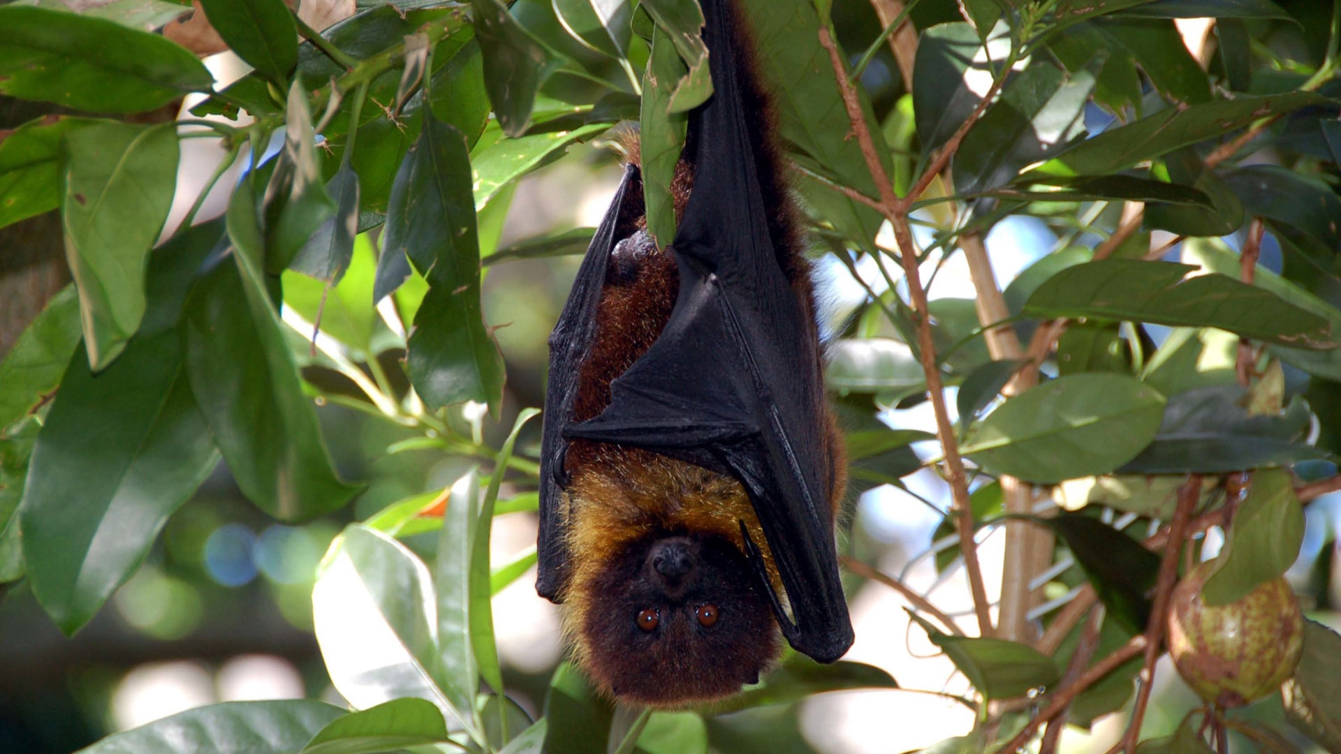 Wallpaper Bat, Holiday, Branch, Hanging, Leaves, Tree - Brown And Black Bat - HD Wallpaper 