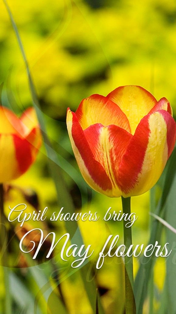 Sprenger's Tulip - HD Wallpaper 