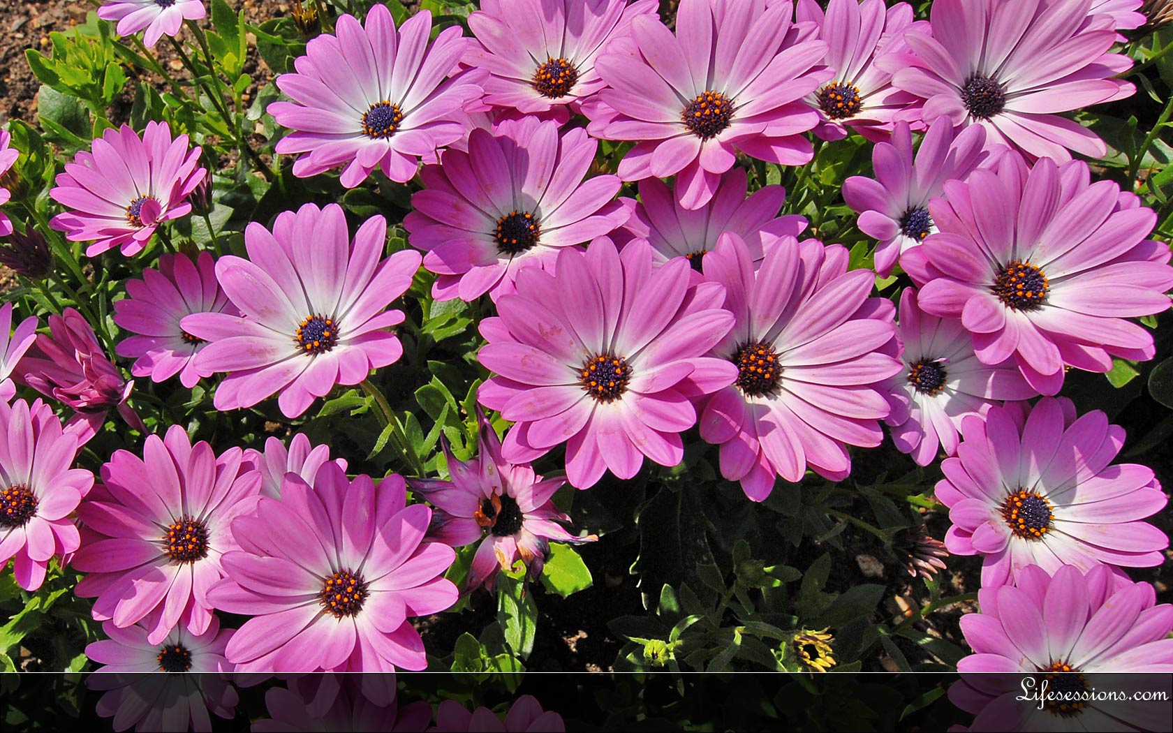 Summer Time Bloom Wallpaper Summer Flowers - 1680x1050 Wallpaper Summer Time Bloom Wallpaper Summer Flowers - 1680x1050 Wallpaper