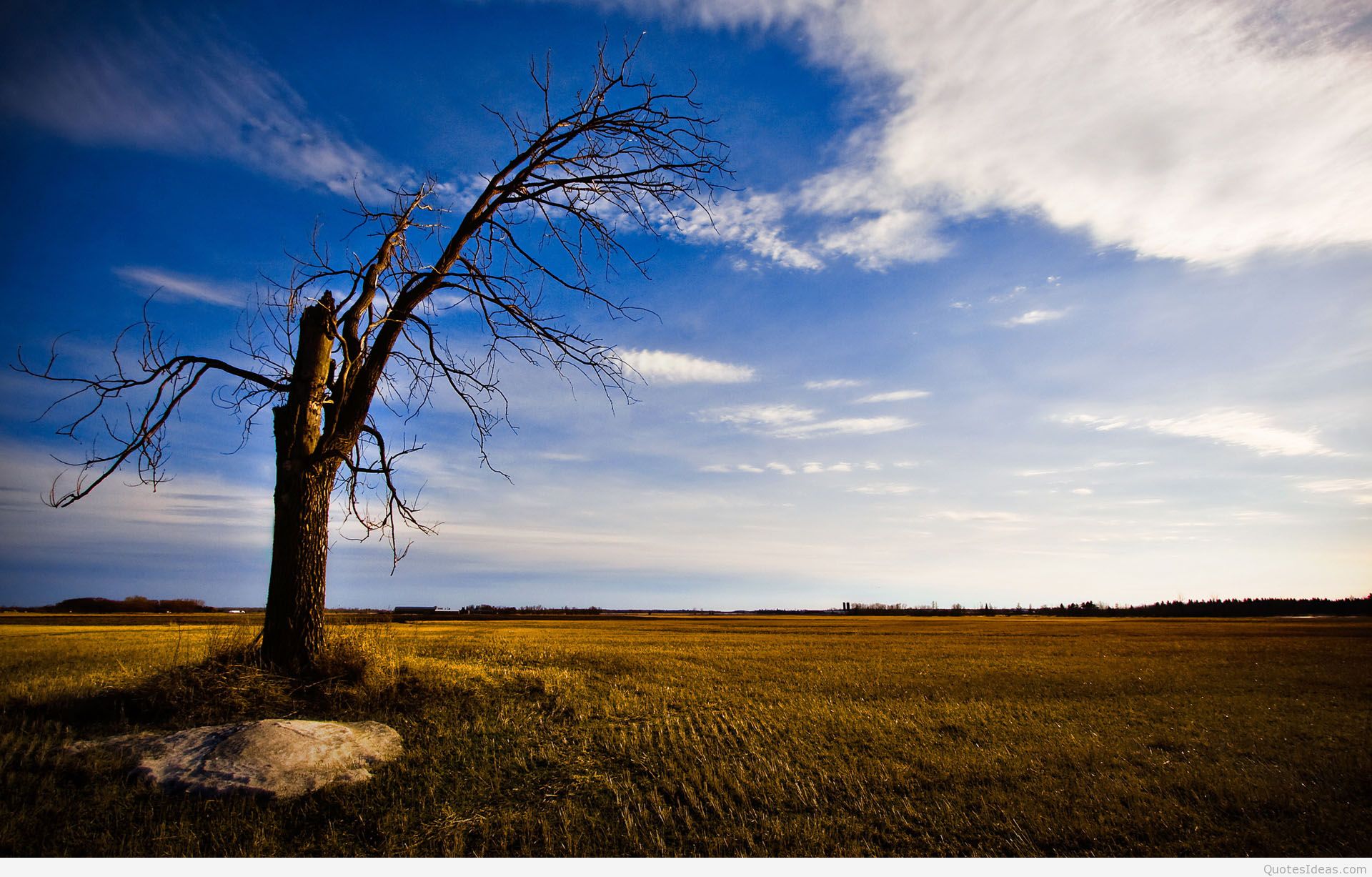 Widescreen Summer Lonely Tree - Lonely Tree - HD Wallpaper 