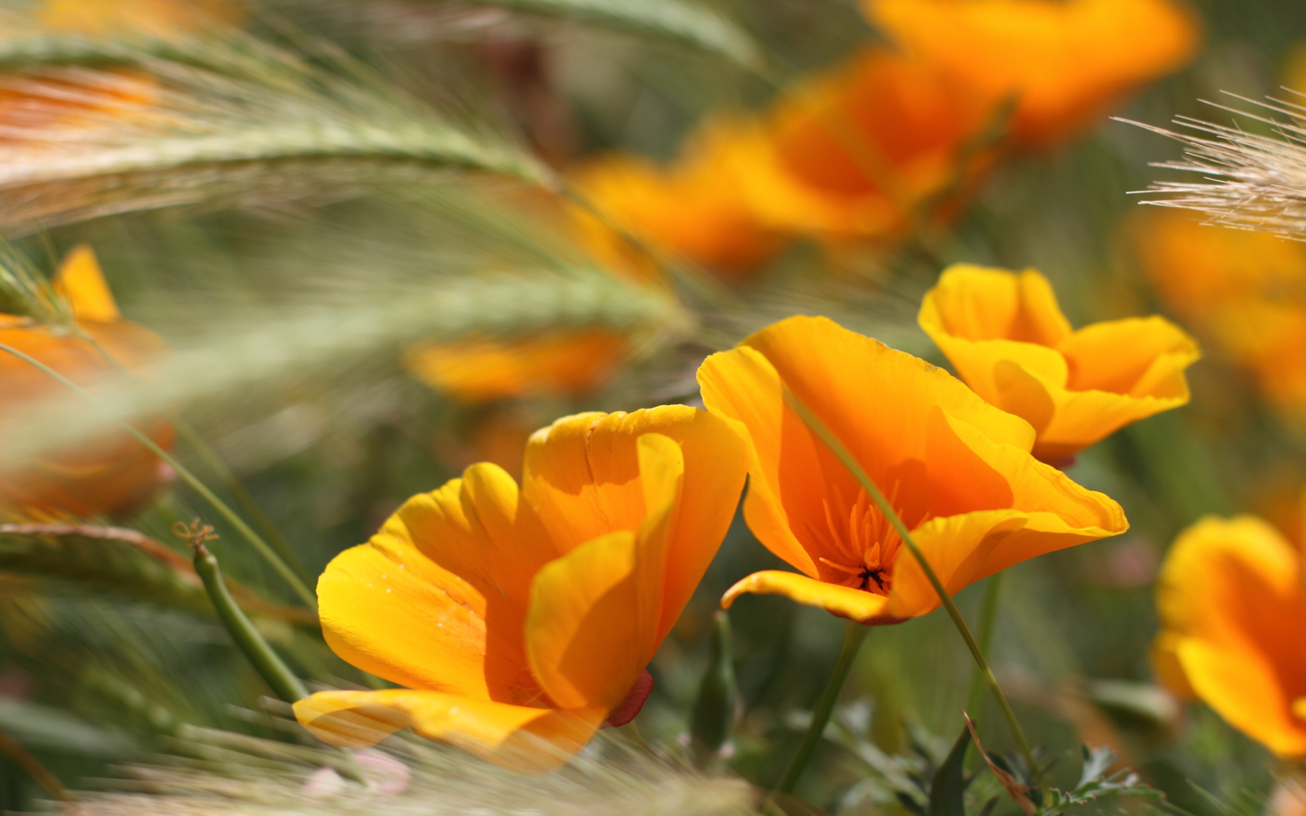 Summer Flower Wallpaper Hd - HD Wallpaper 