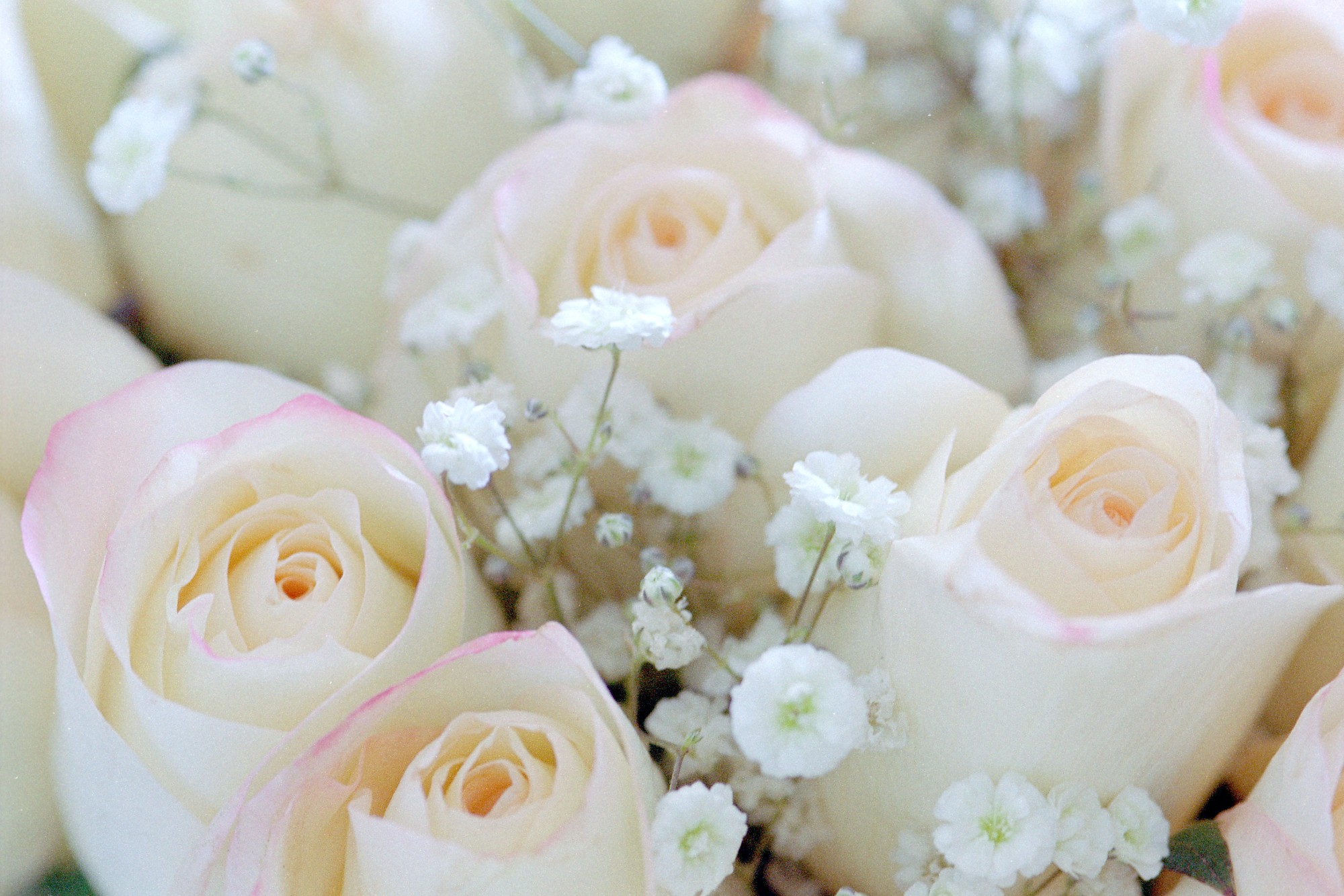 White And Baby Pink Roses - HD Wallpaper 