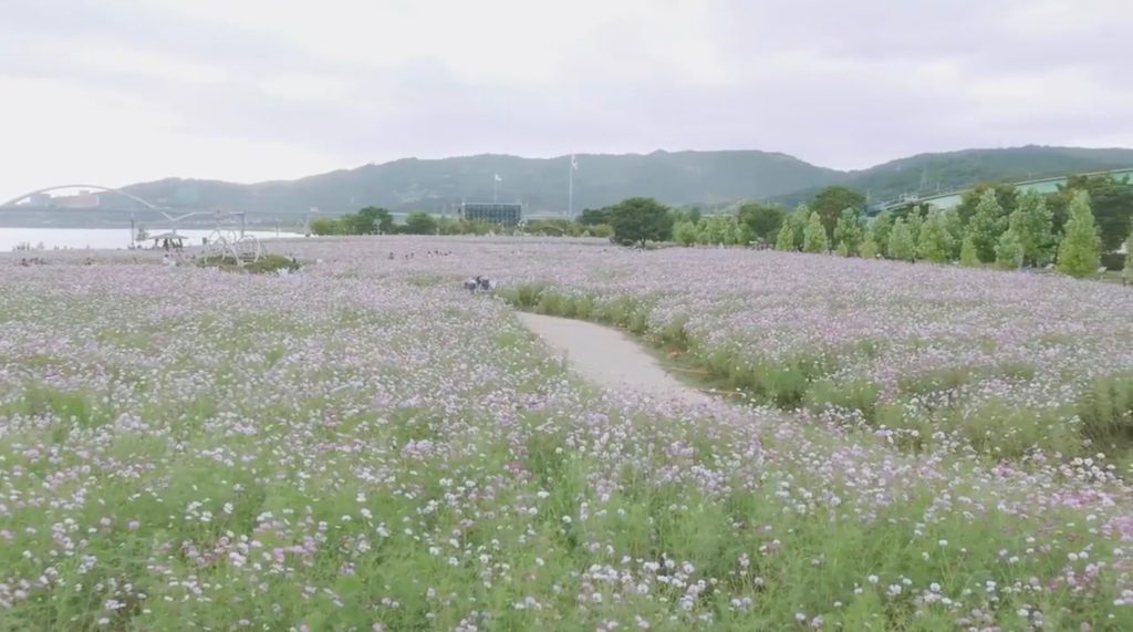 Baby's Breath Flower Field 1024x571 Wallpaper teahub.io