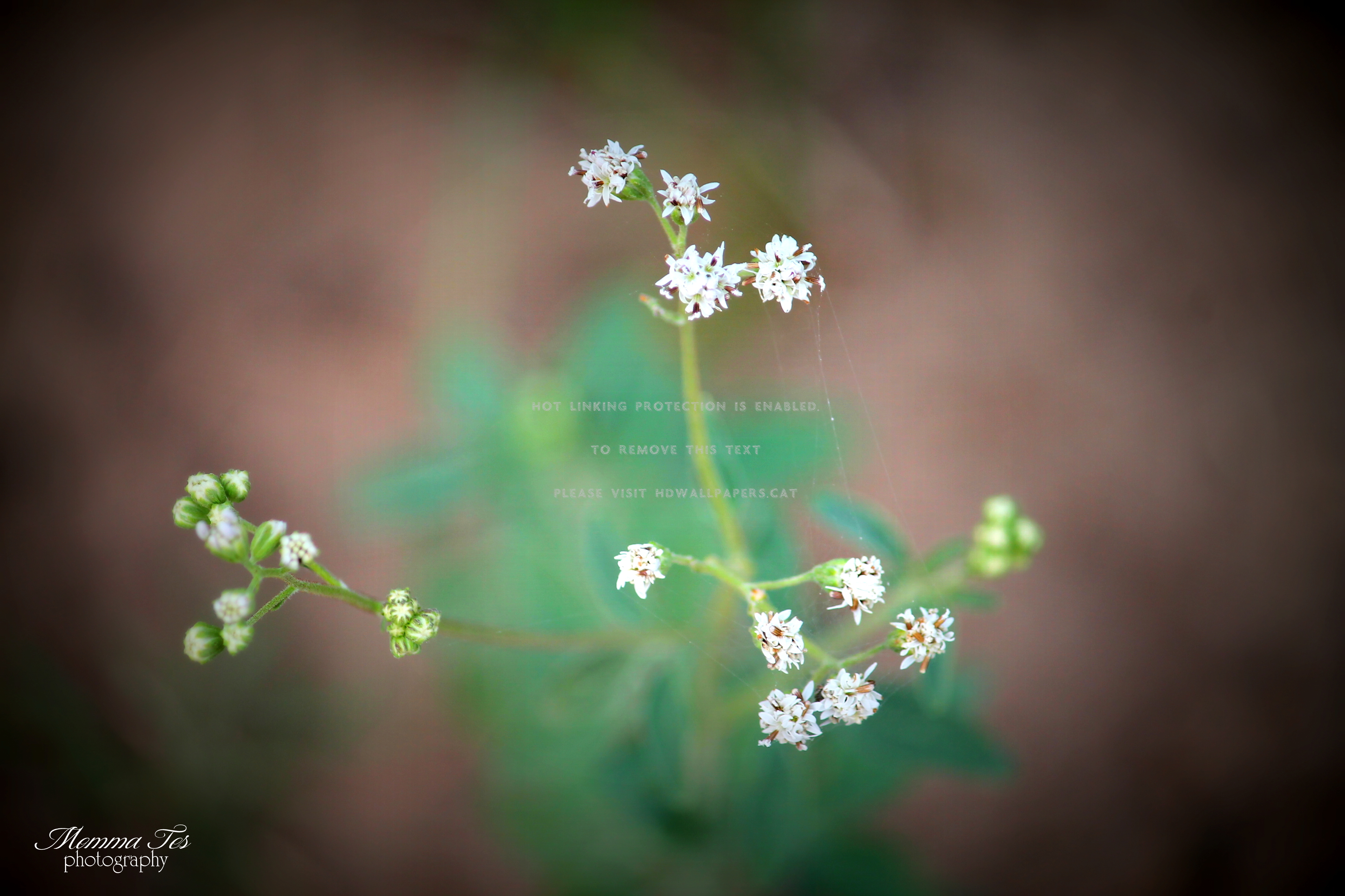 Baby S Breath Plan Flower Nature - Macro Photography - HD Wallpaper 