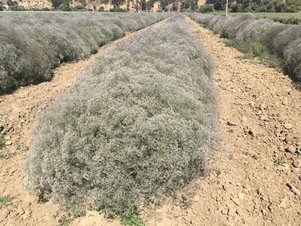 Baby S Breath Flower Field - Babys Breath In Nature - HD Wallpaper 