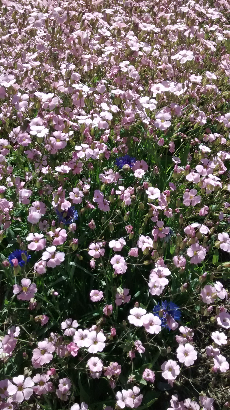 Pink Aesthetic Baby Breath - HD Wallpaper 