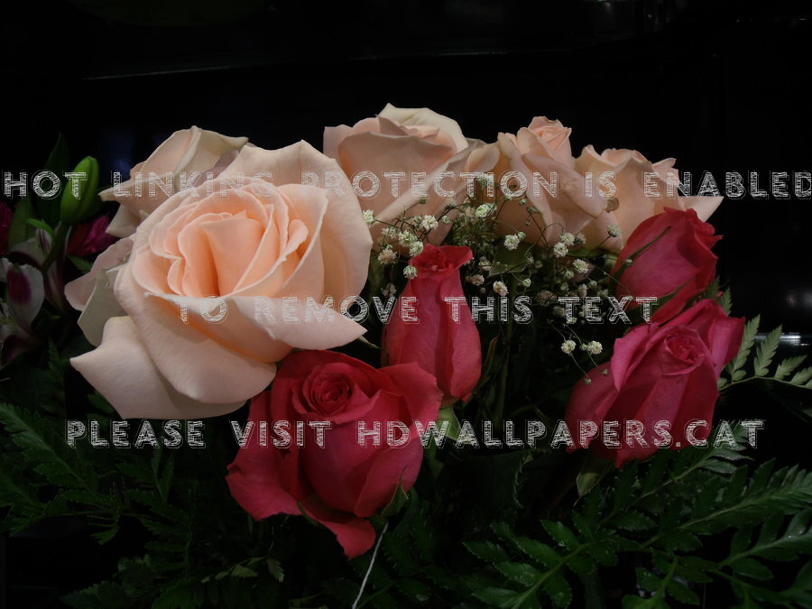 Pale Peach Roses Baby Breath Special Bouquet - Garden Roses - HD Wallpaper 