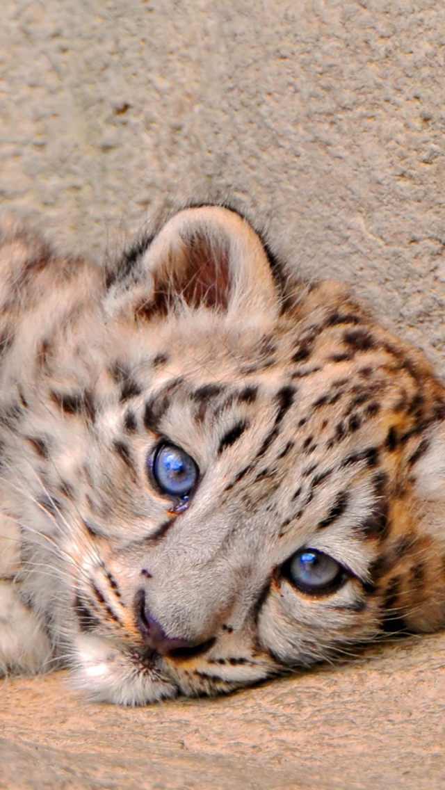 Snow Leopard Cub Lie Look Sadness Iphone Wallpaper - Cub Sad Snow Leopard - HD Wallpaper 