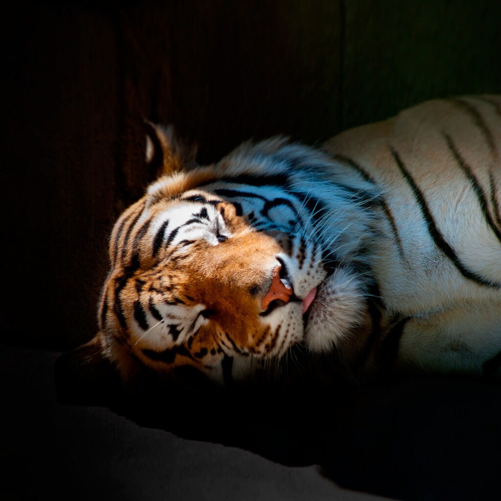 Sleeping Tiger Wallpaper Iphone - HD Wallpaper 