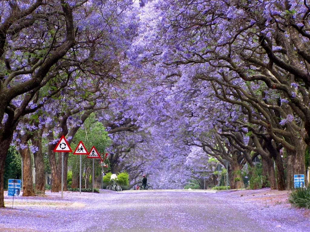 Jacaranda Street Pretoria - HD Wallpaper 