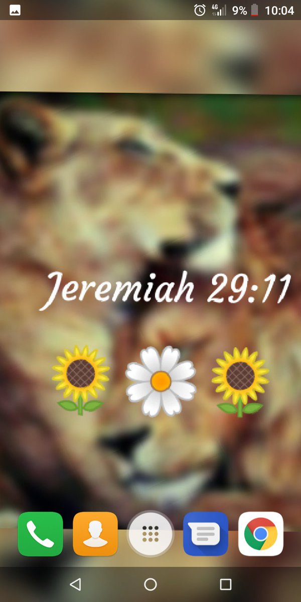 African Daisy - HD Wallpaper 