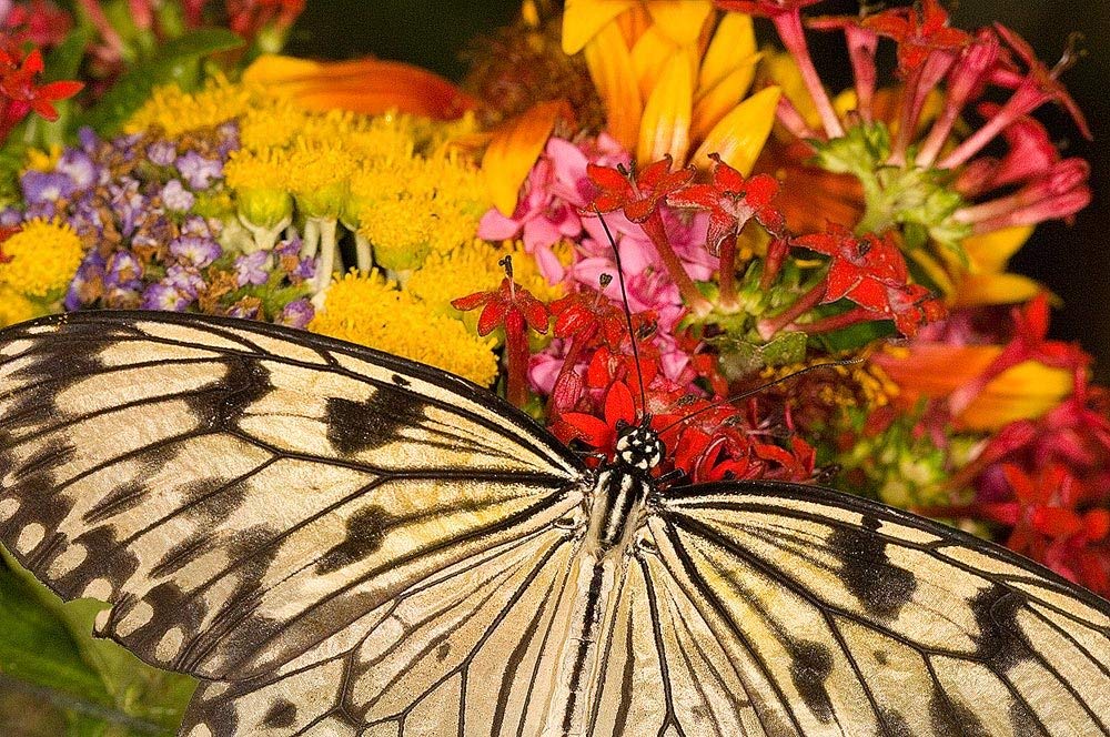 Butterfly On Bright Flowers - HD Wallpaper 