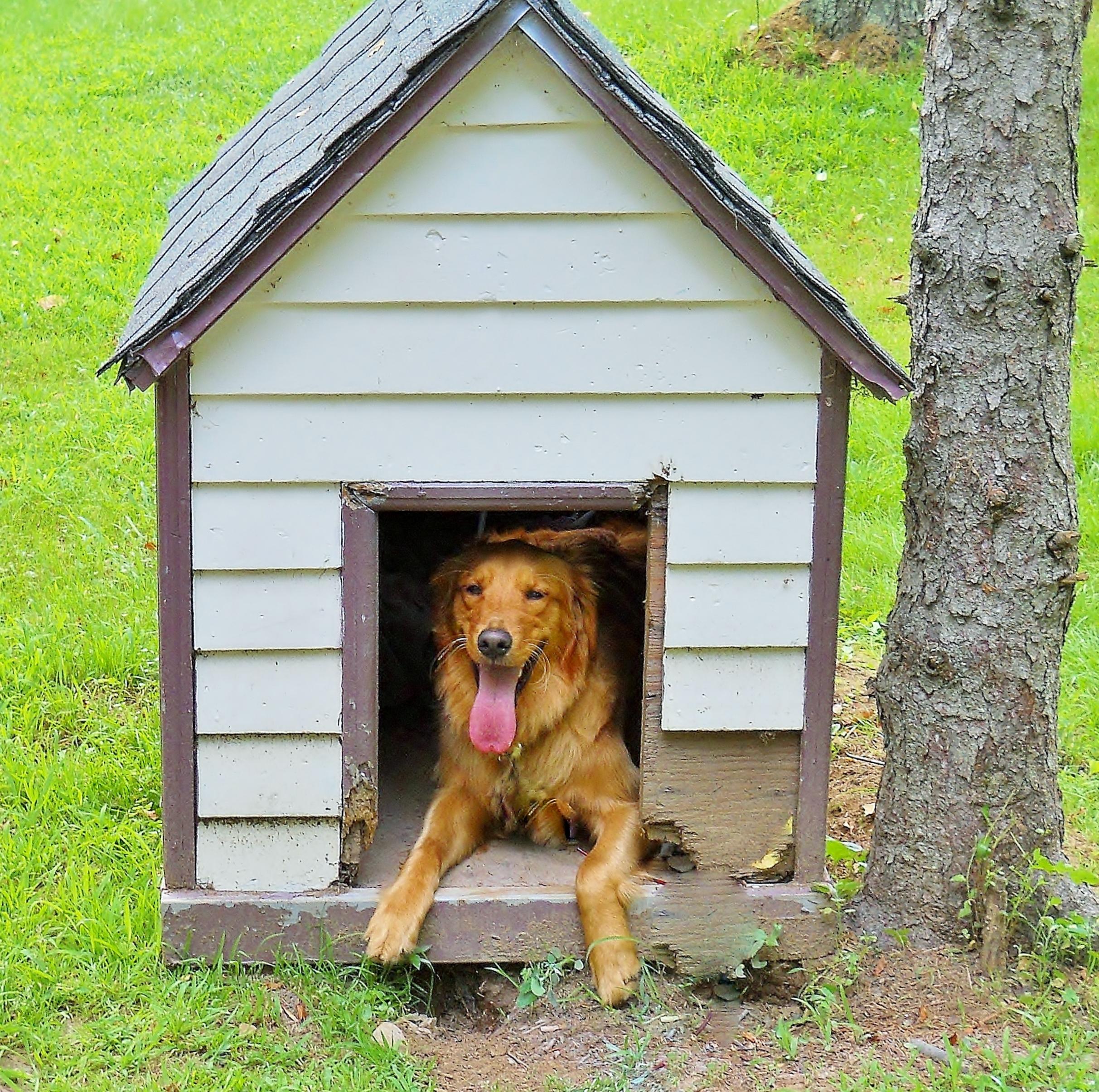 Dog House Image Hd - HD Wallpaper 