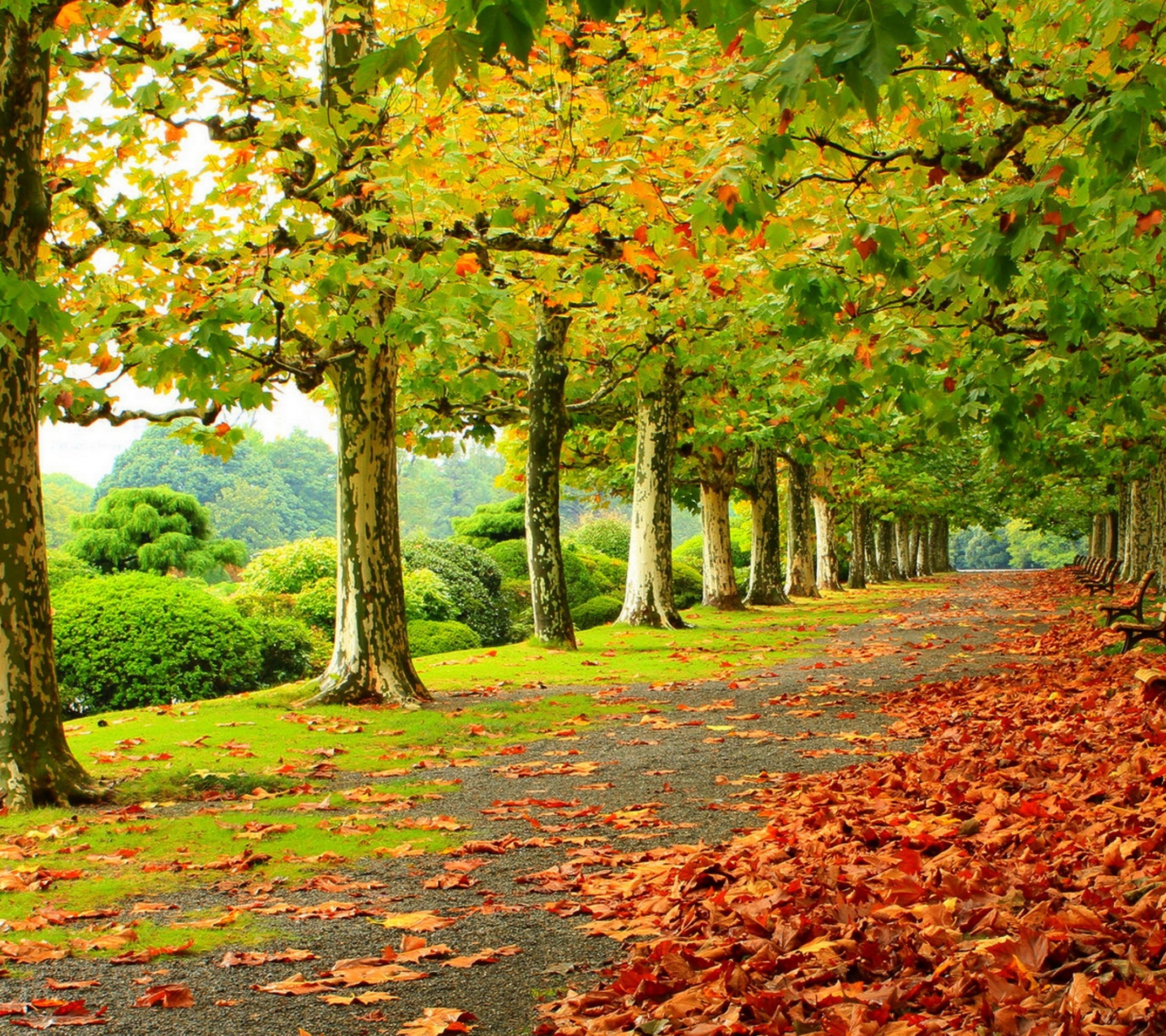 Download Hd Forest Background - HD Wallpaper 